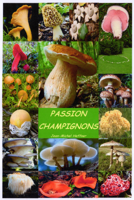 passion-champignons